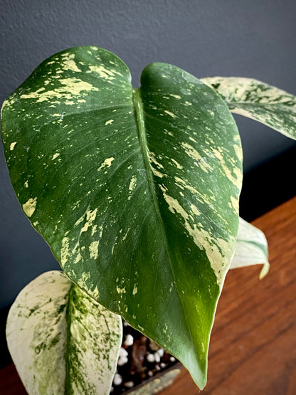 Monstera Deliciosa Mint variegated | 7 cm pot (B)