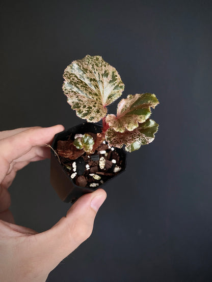 Begonia Cucullata Pink variegated | 5 cm pot