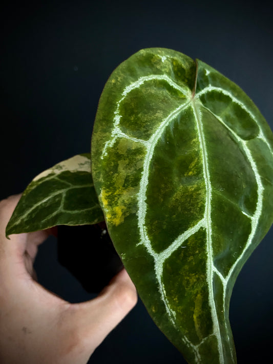 Anthurium Pap.Crystal var X Tezula Red Crystallinum | 7 cm pot [A]
