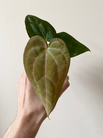 Anthurium Carlablackiae (OG5xRA4) X RVDP | 7 cm pot