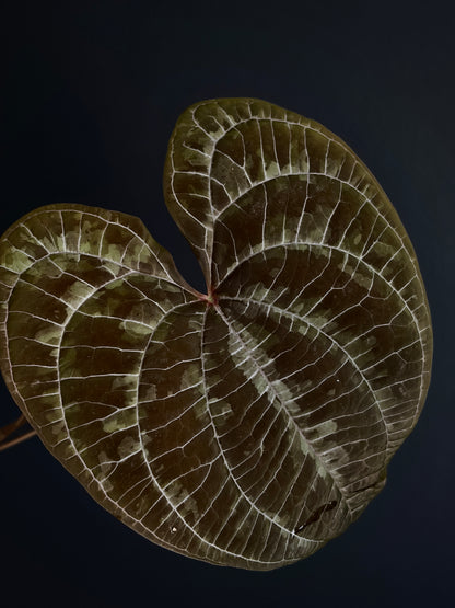 Dioscorea Discolor | 6 cm pot [C]