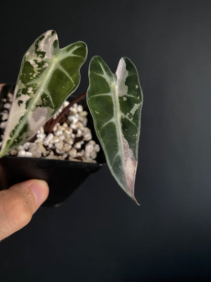 Alocasia Bambino Pink variegata | 7 cm pot
