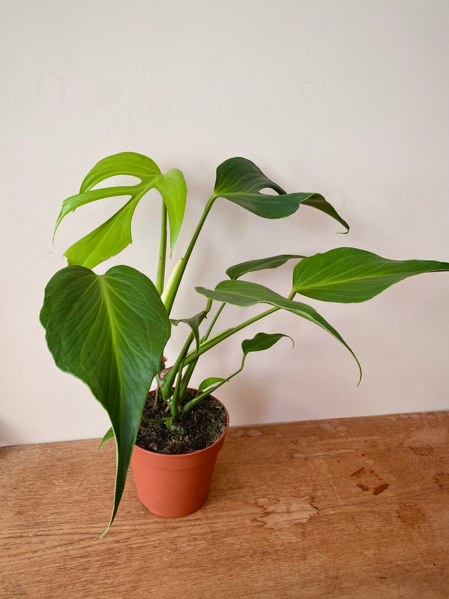 Monstera Burle Marx Flame | 15 cm pot (B)