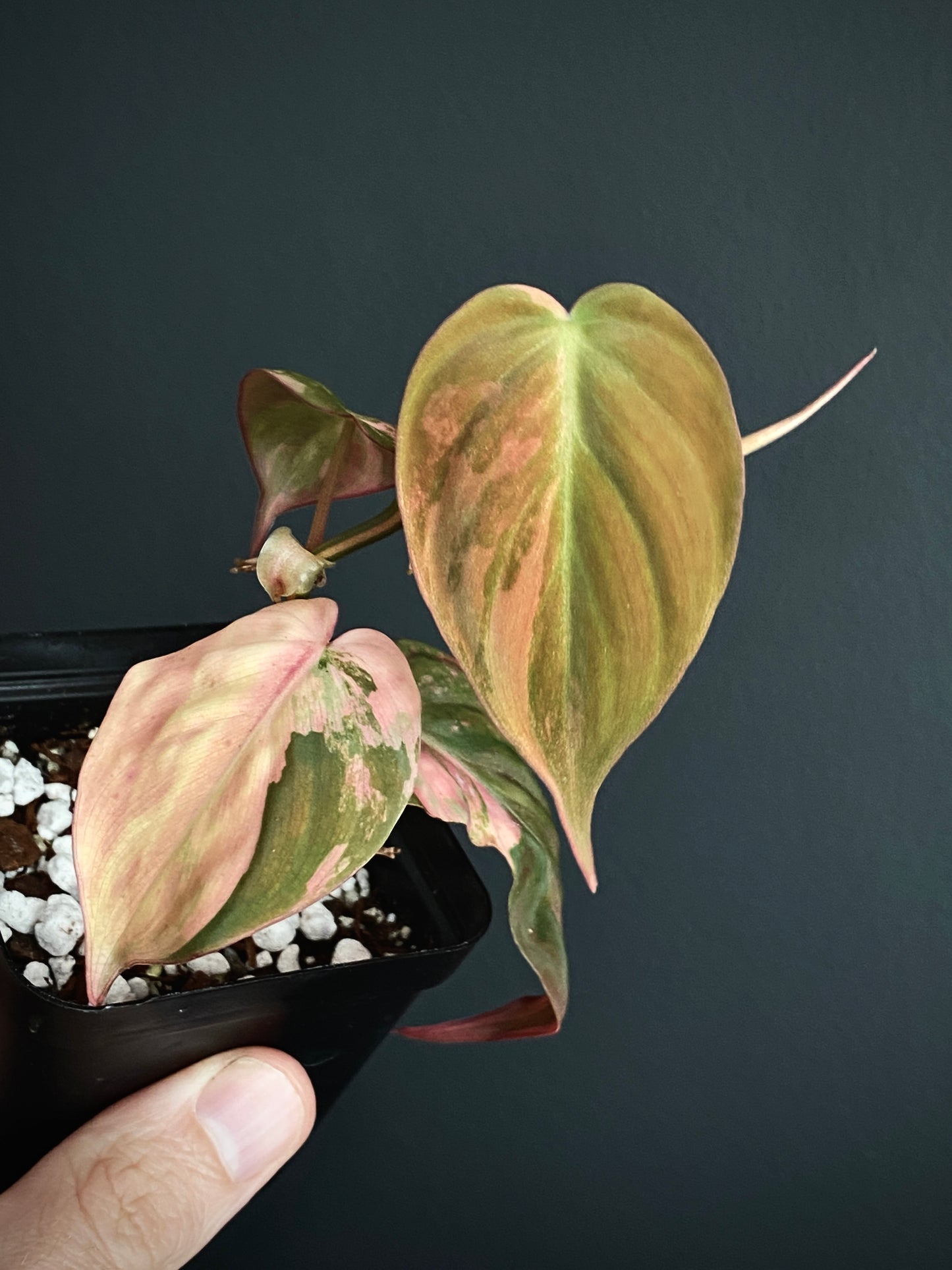Philodendron Micans variegata | 7 cm pot [B]