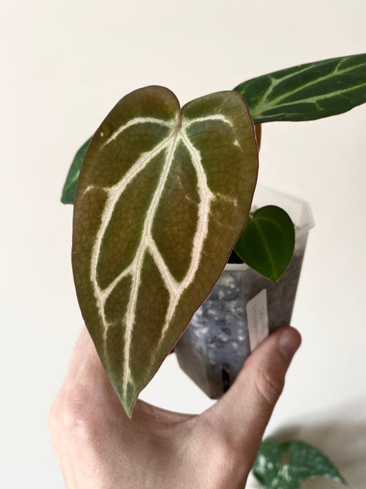 Anthurium Carlablackiae | 7 cm pot [A]