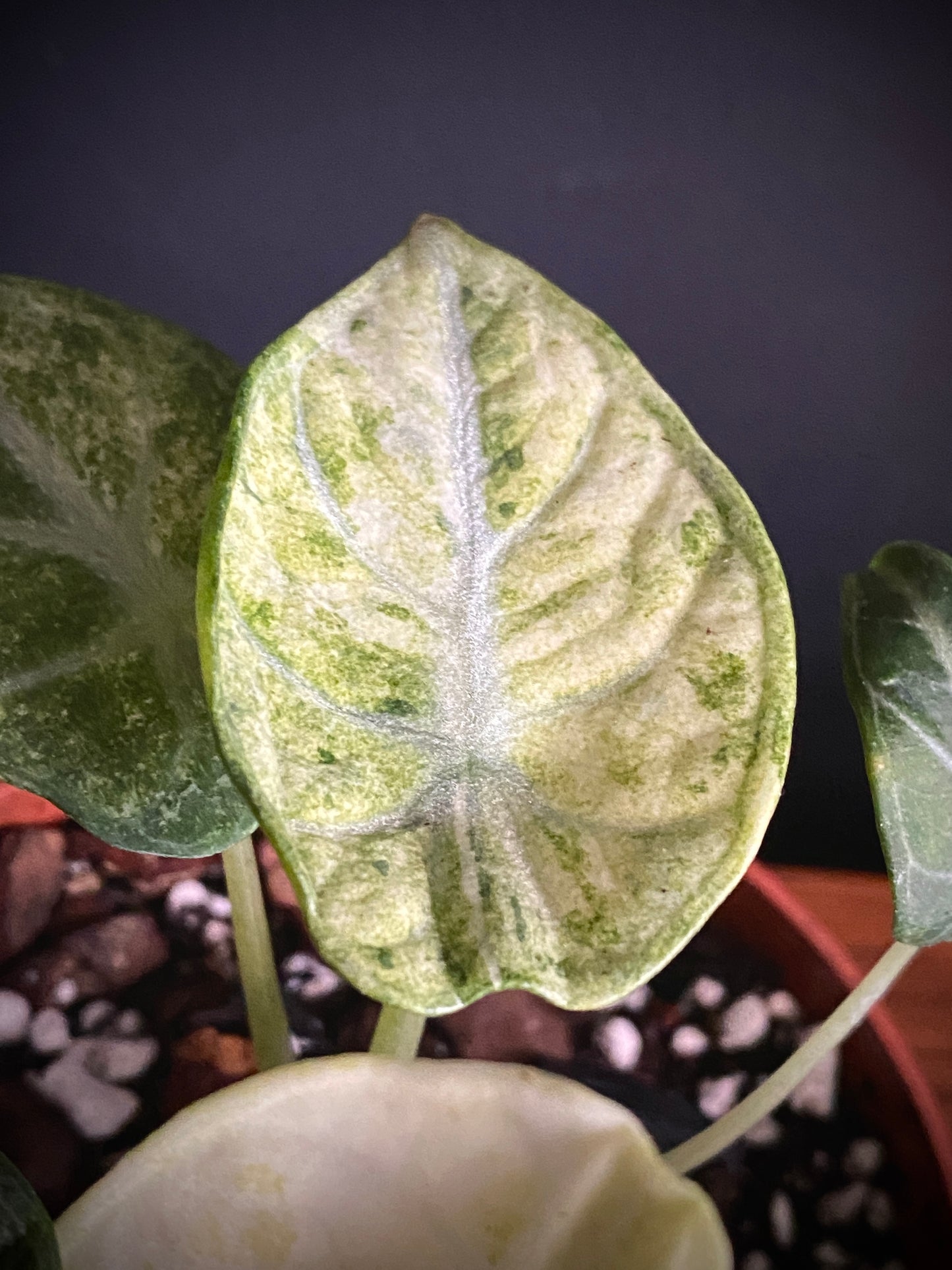 Alocasia Ninja Tricolor variegated | 10 cm pot [A]