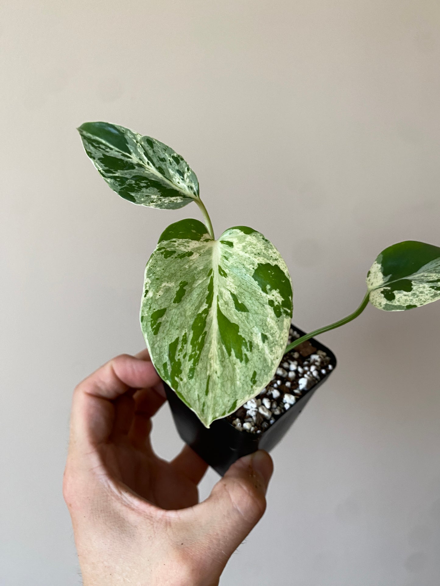 Monstera Bulbasaur | 7 cm pot
