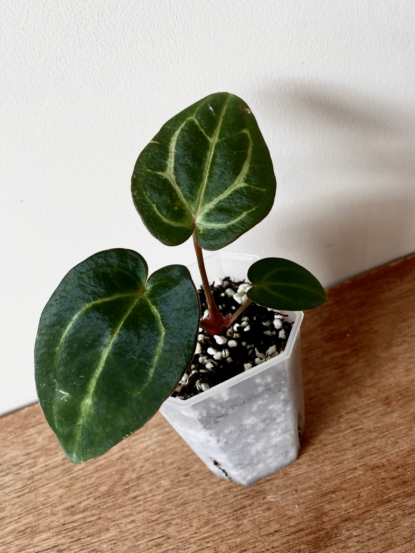 Anthurium Carlablackiae | 7 cm pot [A]