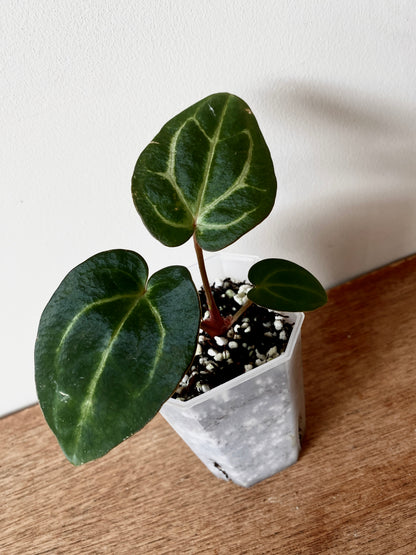 Anthurium Carlablackiae | 7 cm pot [A]