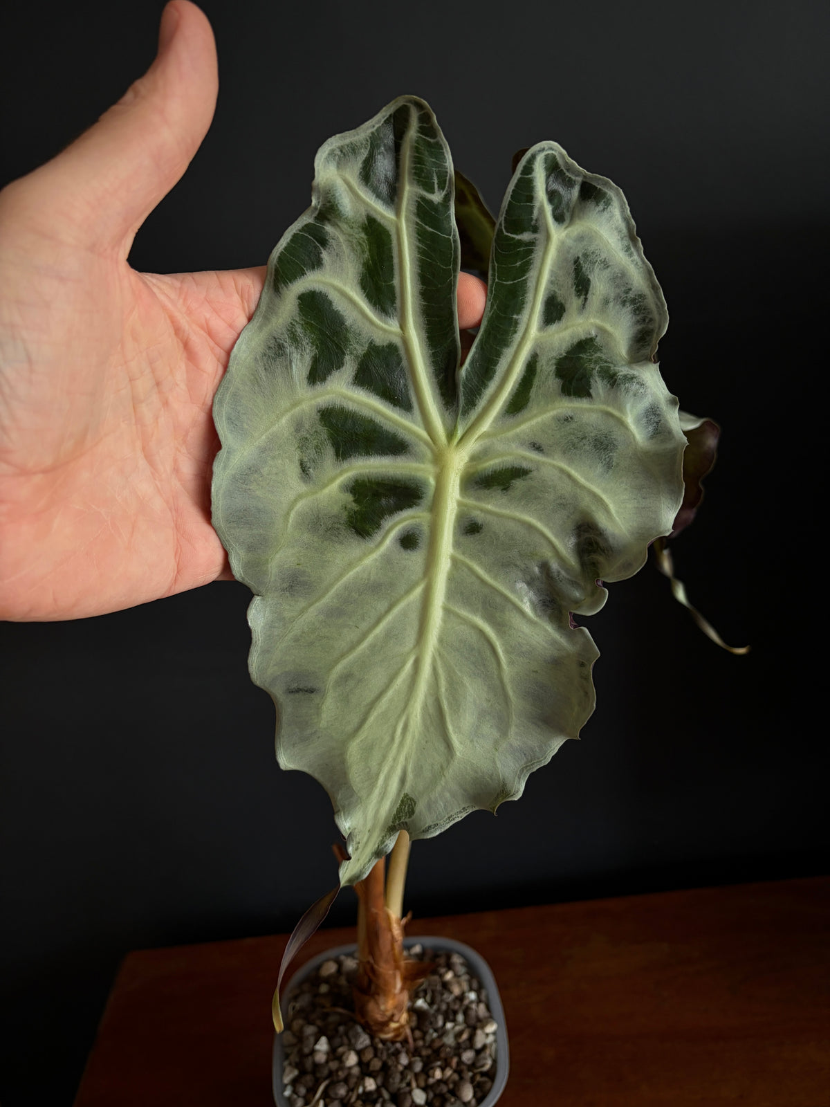 Alocasia Venom (Mature) | 9 cm pot