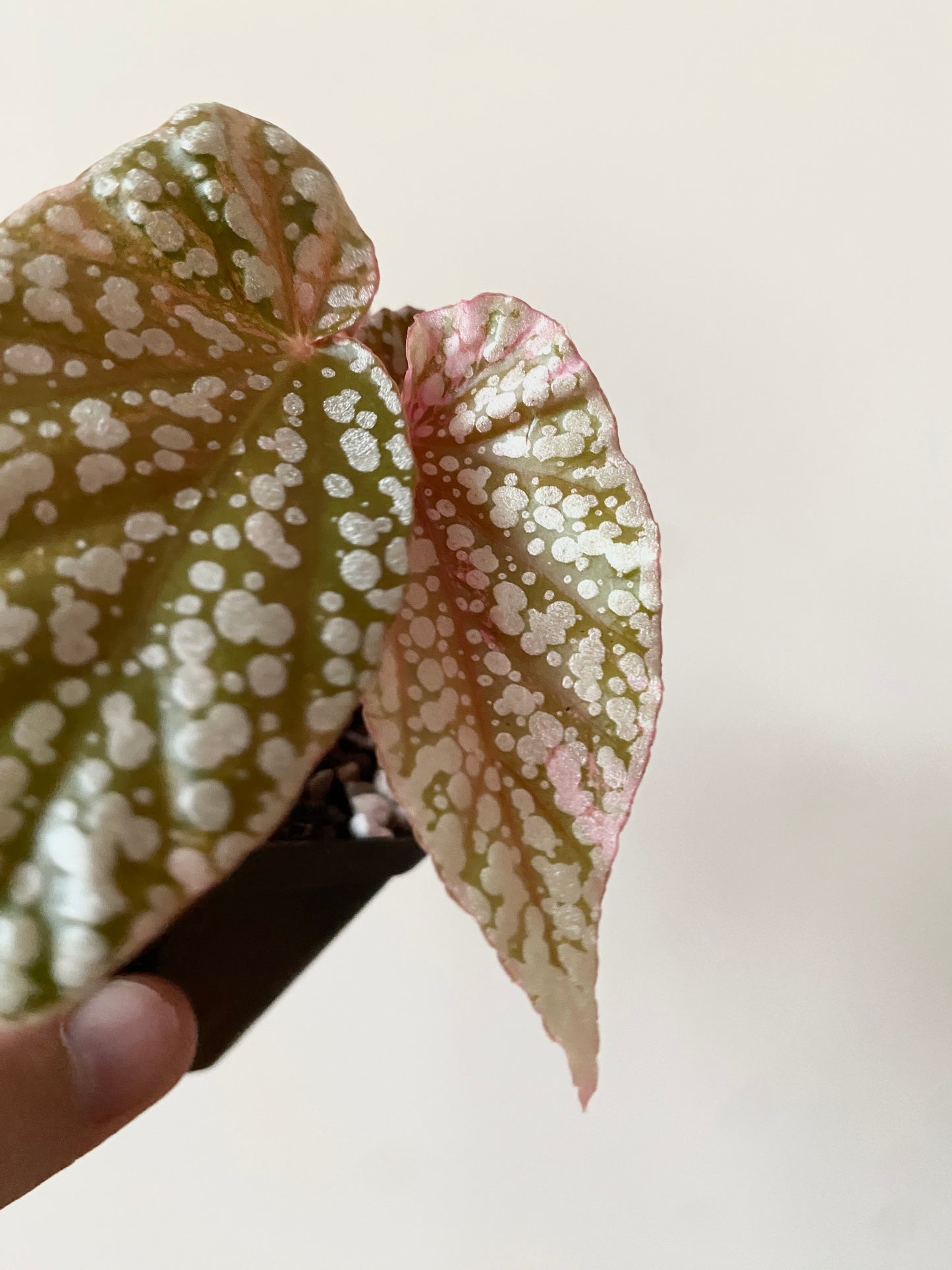Begonia Snow Capped Pink variegated | 7 cm pot