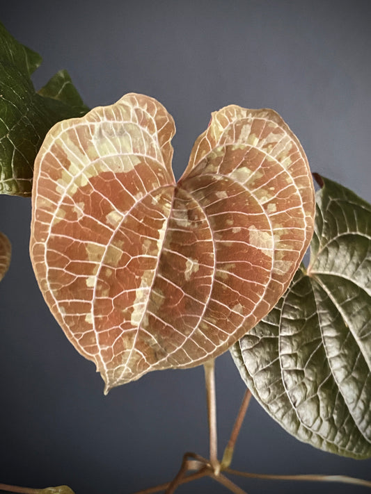 Dioscorea Discolor | 6 cm pot