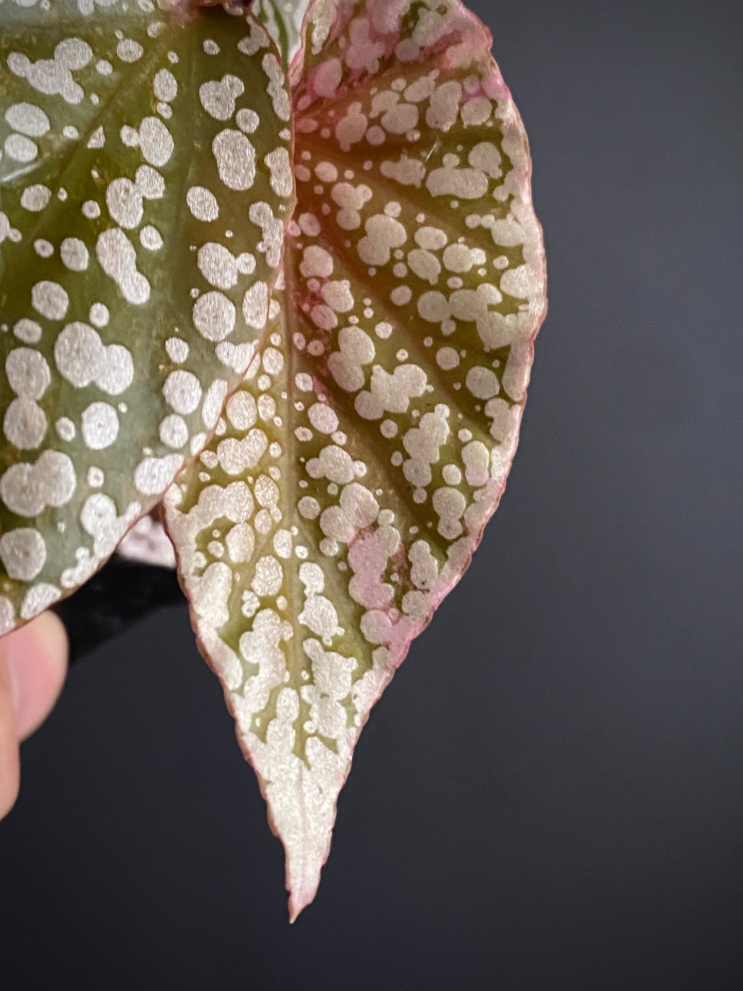 Begonia Snow Capped Pink variegated | 7 cm pot