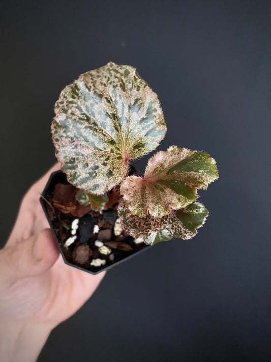 Begonia Cucullata Pink variegated | 5 cm pot