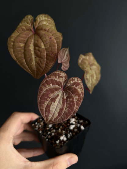 Dioscorea Discolor | 6 cm pot [B]