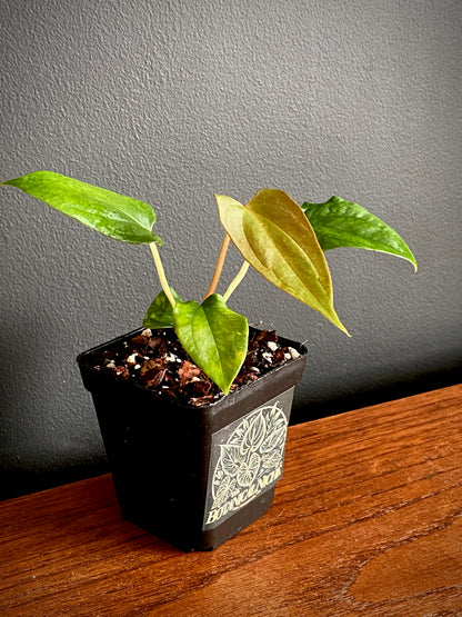 Anthurium Papillaminum Fort Sherman | 7 cm pot