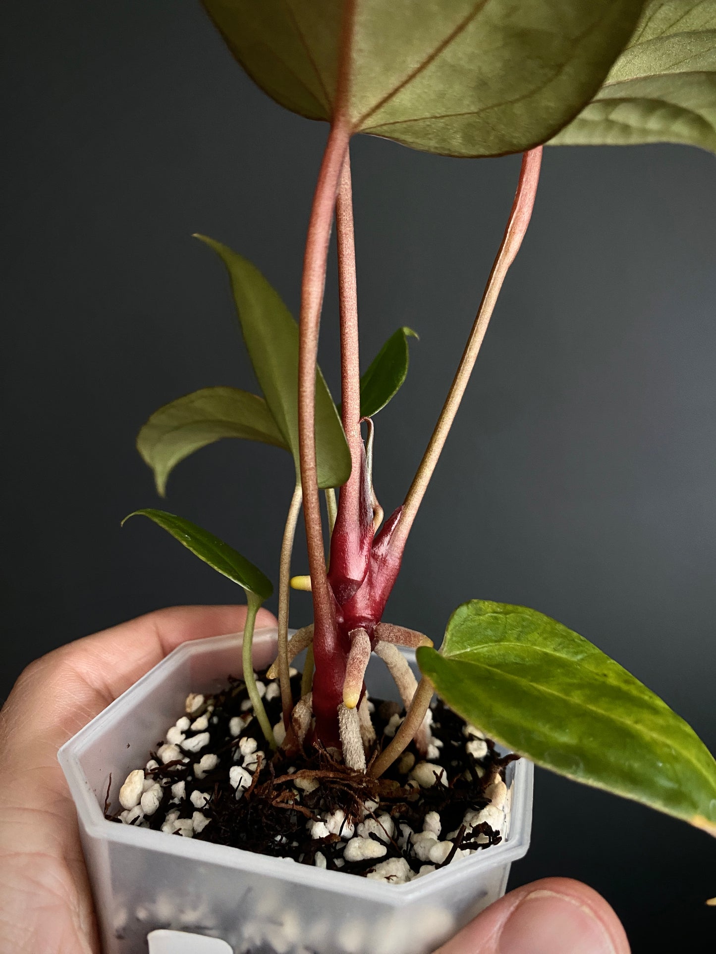 Anthurium Papillilaminum x DocBlock Red Crystal X long NoID | 7 cm pot