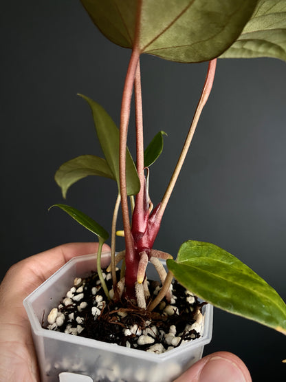 Anthurium Papillilaminum x DocBlock Red Crystal X long NoID | 7 cm pot