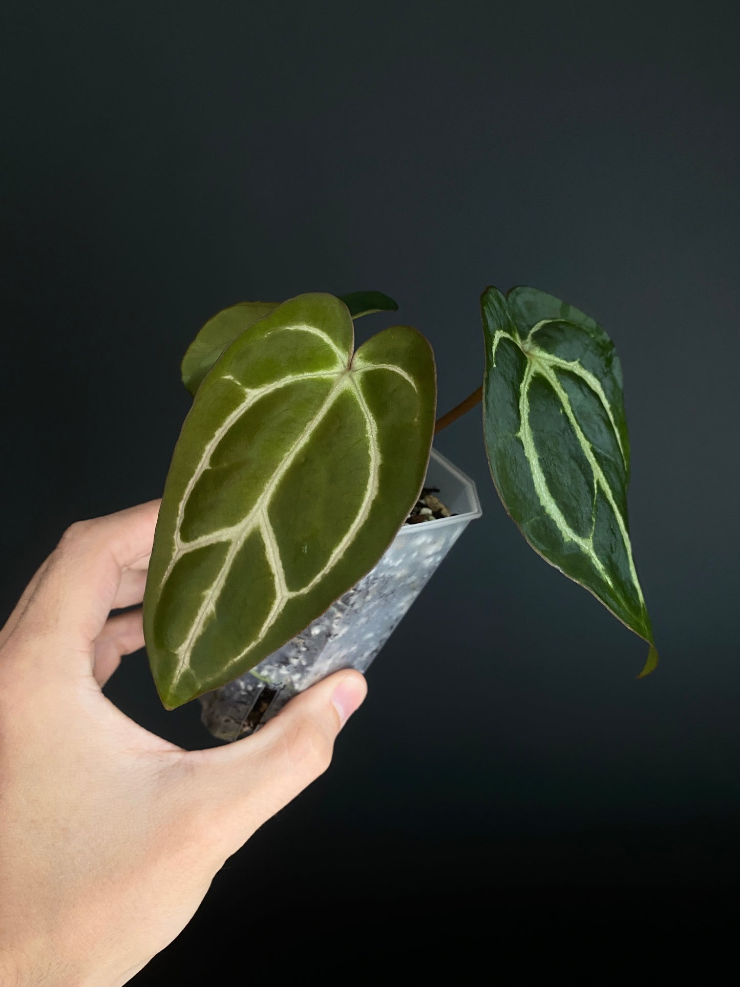 Anthurium Carlablackiae | 7 cm pot