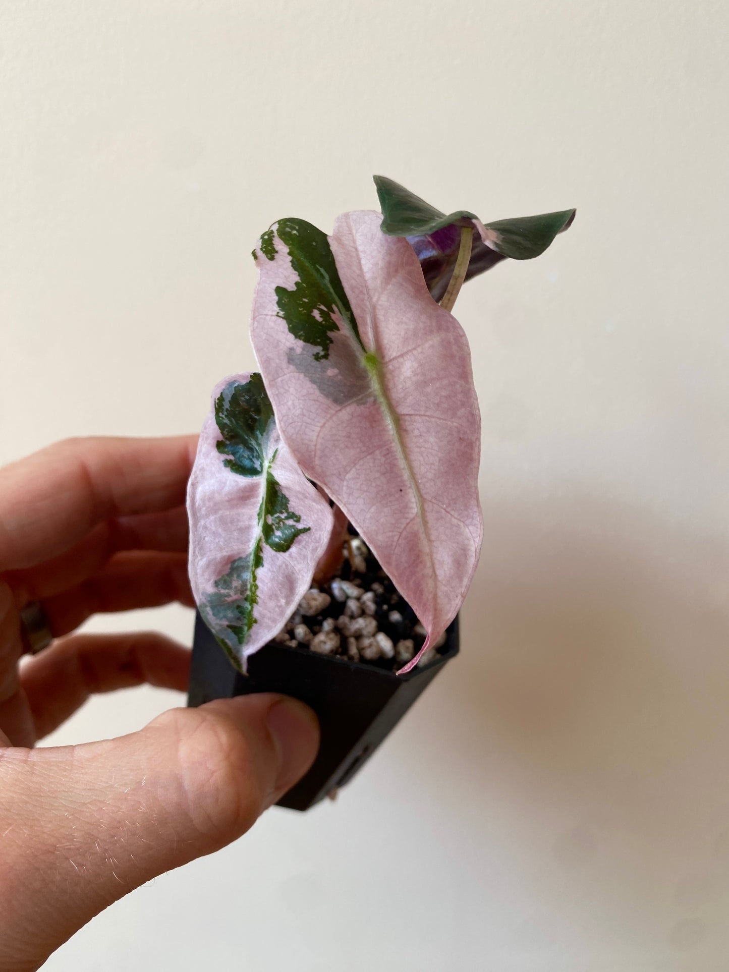 Alocasia Polly Pink variegated | 5 cm pot [C]