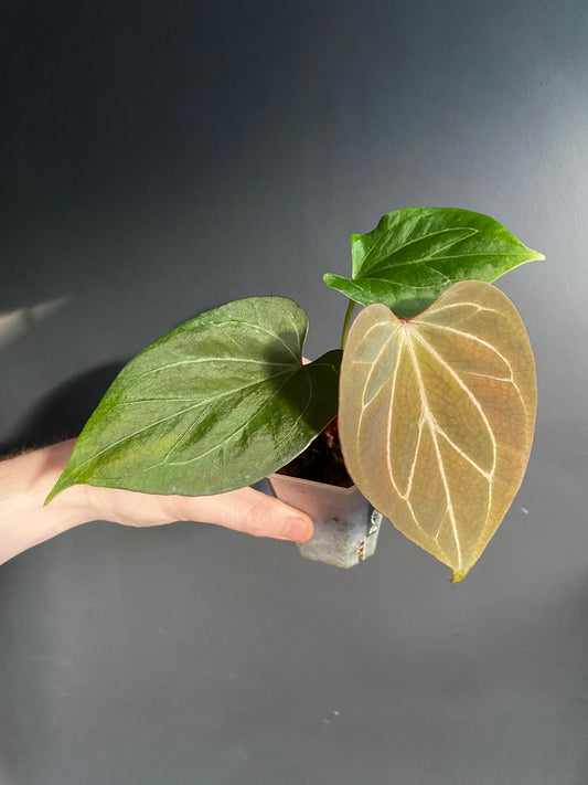 Anthurium King of Spades (KOS/HU) | 7 cm pot