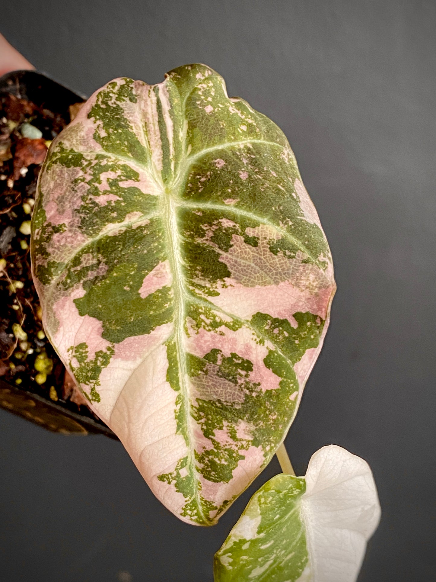 Alocasia Black Velvet Pink variegata | 7 cm pot (A)