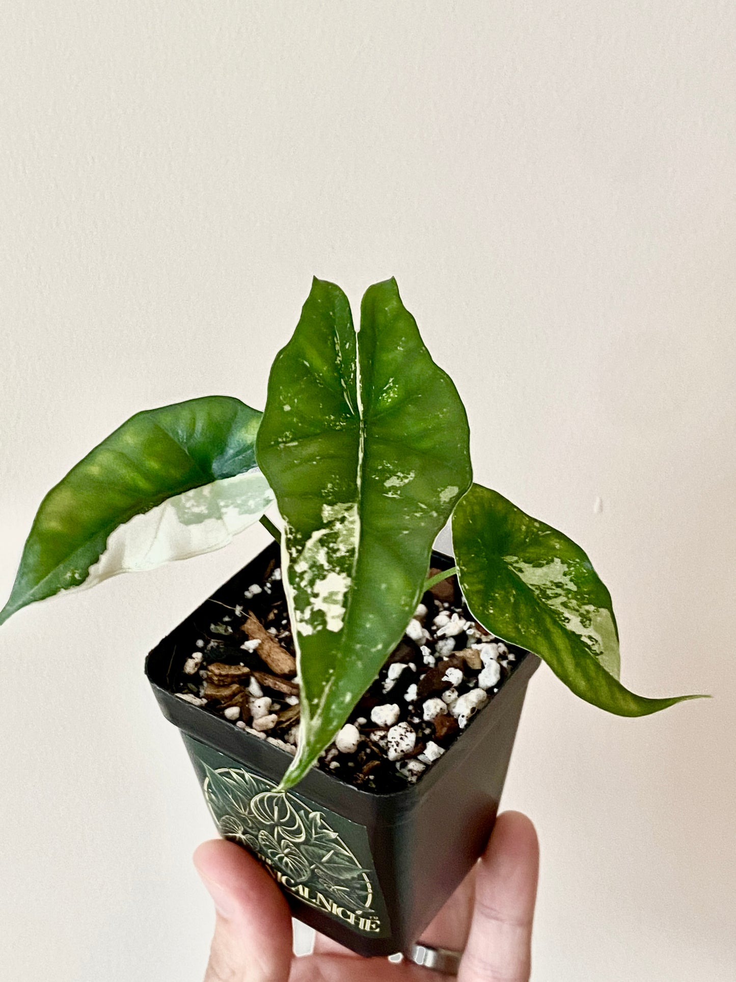 Alocasia Simpo Albo variegata | 7 cm pot (A)