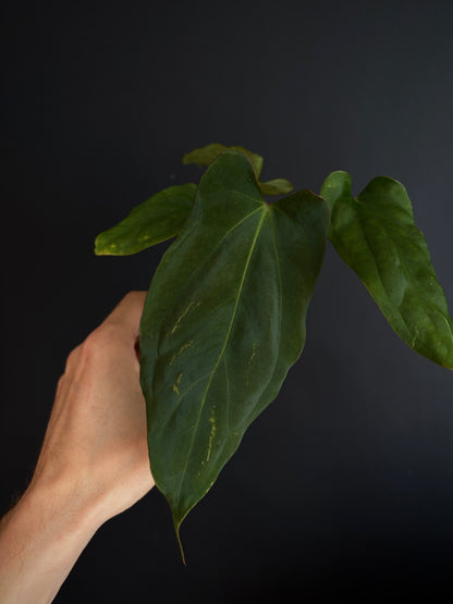 Anthurium Golden Eagle X BVEP (R.FxF) | 7 cm pot [A]