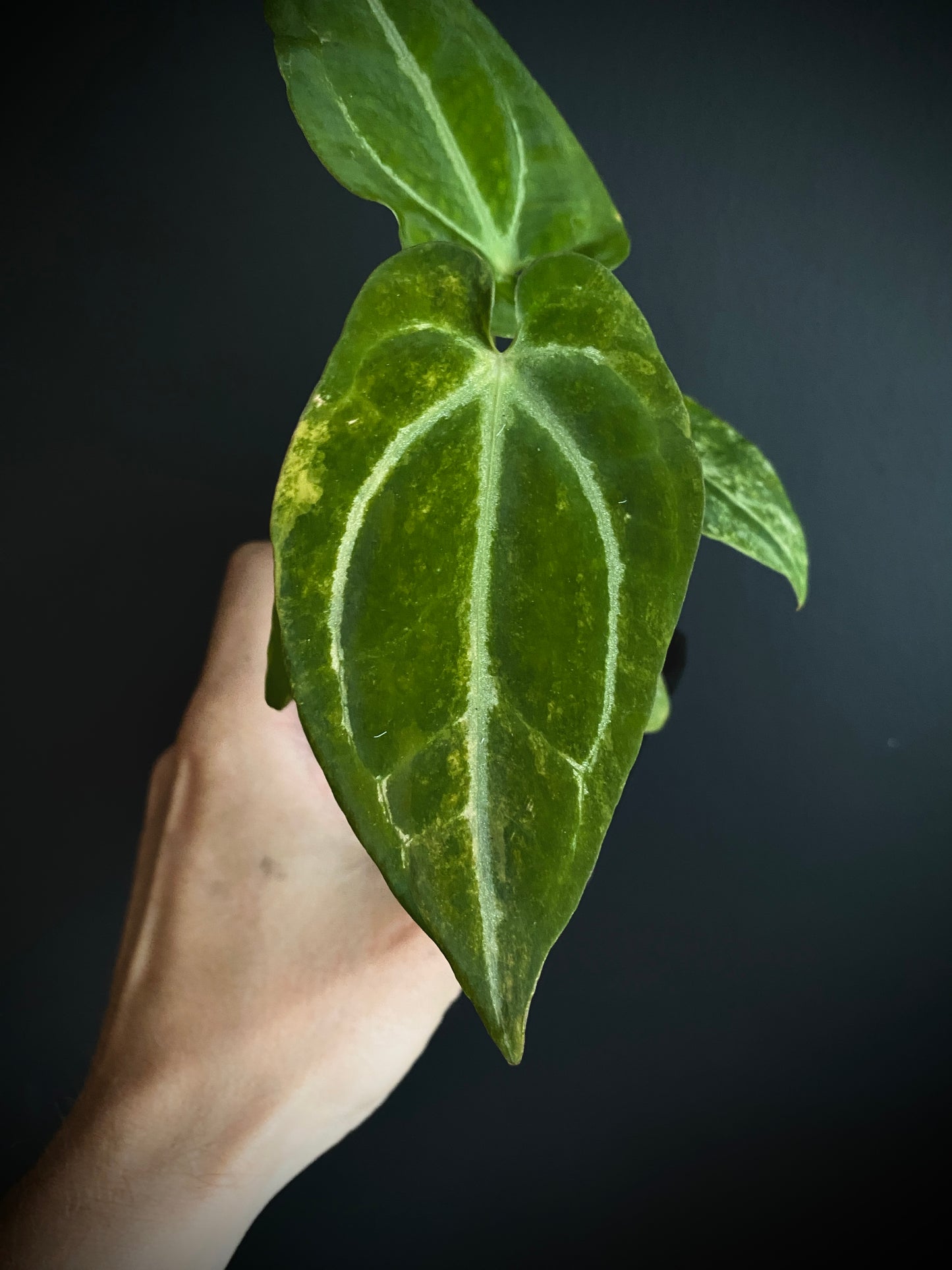 Anthurium Papillilaminum Hb variegated X Forgetii | 7 cm pot