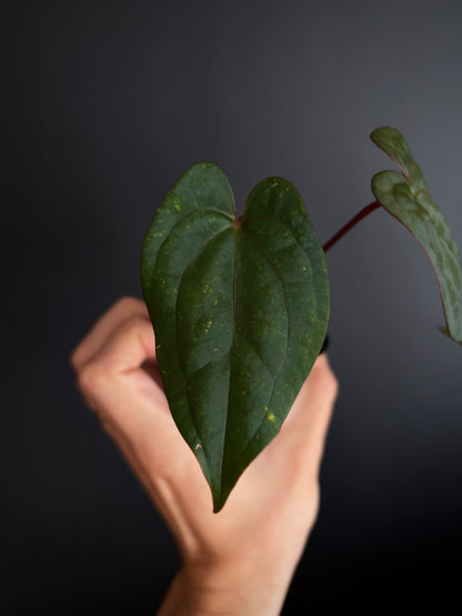 Anthurium Red Vein Dark Phoenix | 7 cm pot [B]