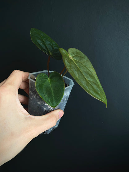 Anthurium (DressCarla x BVEP) X (Carlablackiae x Papillilaminum) | 7 cm pot [B]
