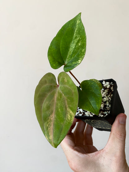 Anthurium Papillilaminum var X Guna Yala (S1) | 7 cm pot
