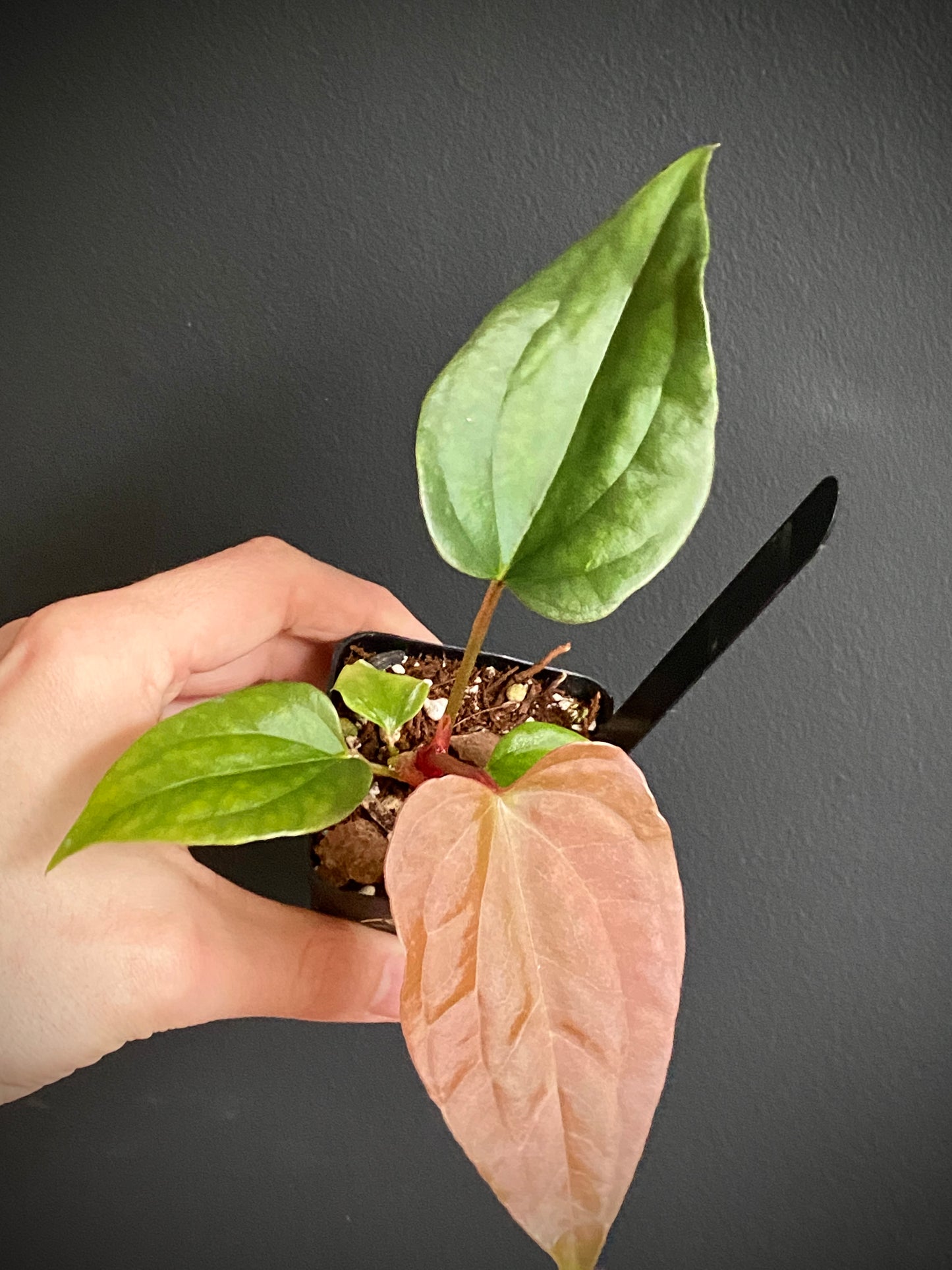 Anthurium Fort Sherman X Luxurians | 6 cm pot