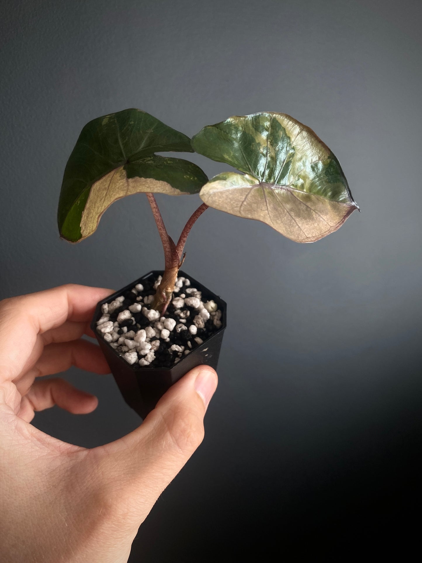 Alocasia Yucatan Princess variegated | 5 cm pot [C]
