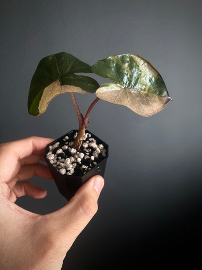 Alocasia Yucatan Princess variegated | 5 cm pot [C]
