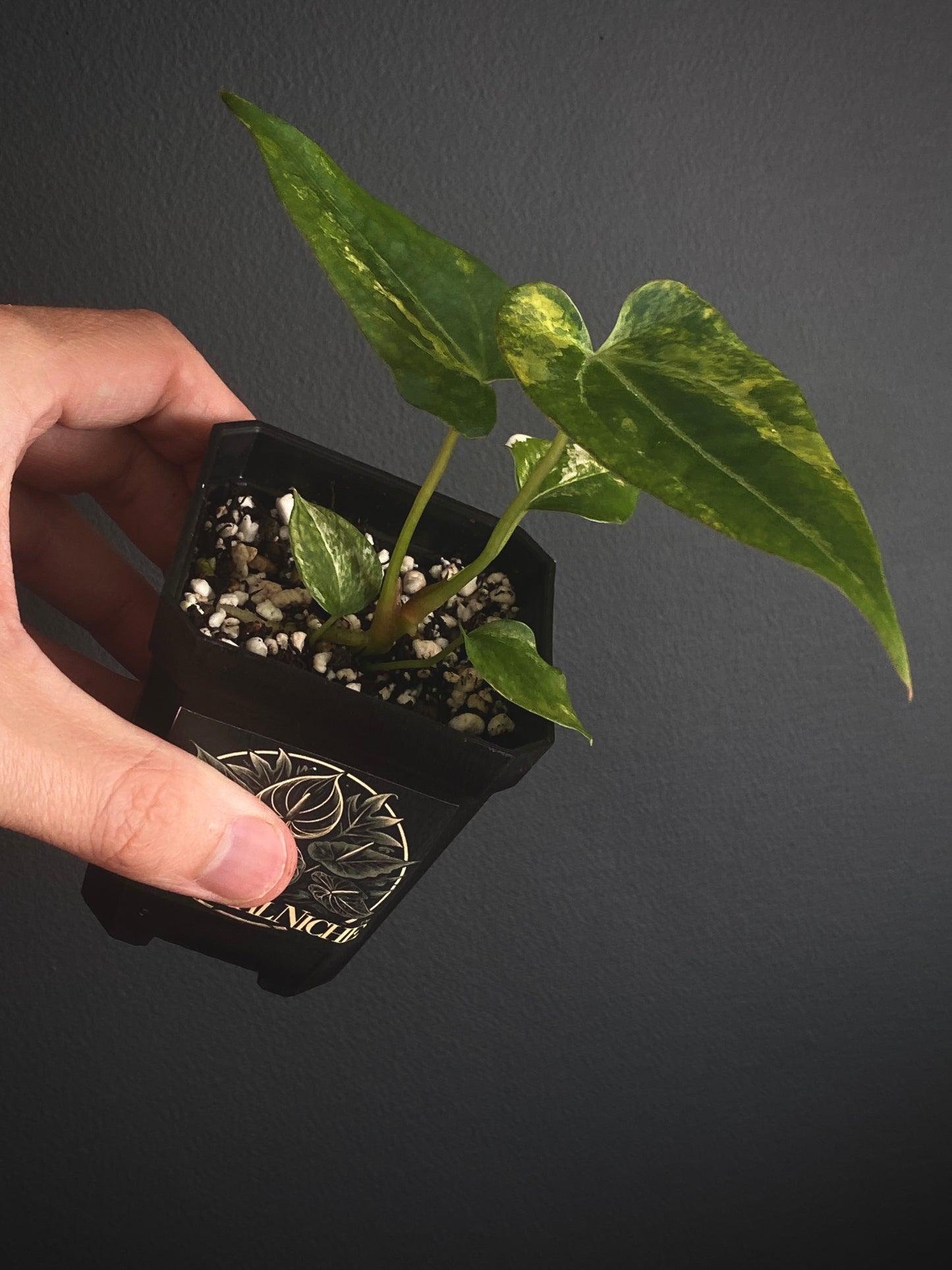 Anthurium Papillilaminum Hb var X Forgetii | 7 cm pot
