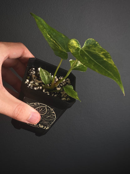 Anthurium Papillilaminum Hb var X Forgetii | 7 cm pot