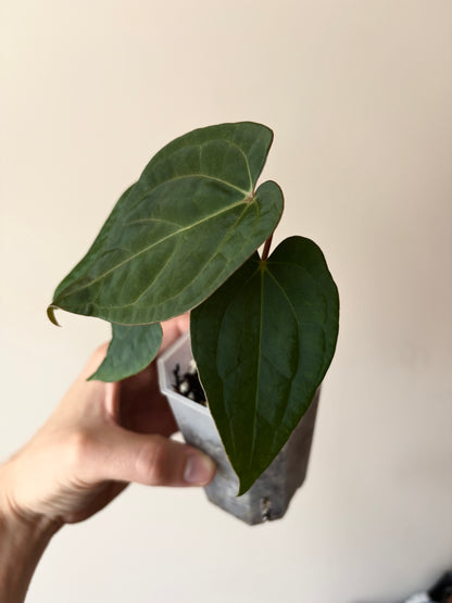 Anthurium King of Spades (KOS/HU) X RVDP | 7 cm pot