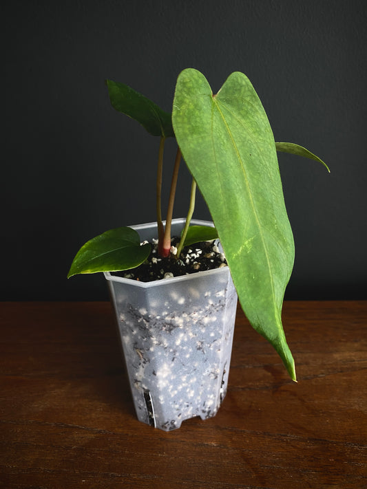 Anthurium Papillilaminum (Ree Gardens x RL) X RLFS | 7 cm pot [B]