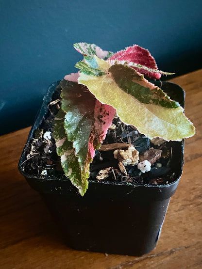 Begonia Ginny Galaxy Pink variegated | 7 cm pot