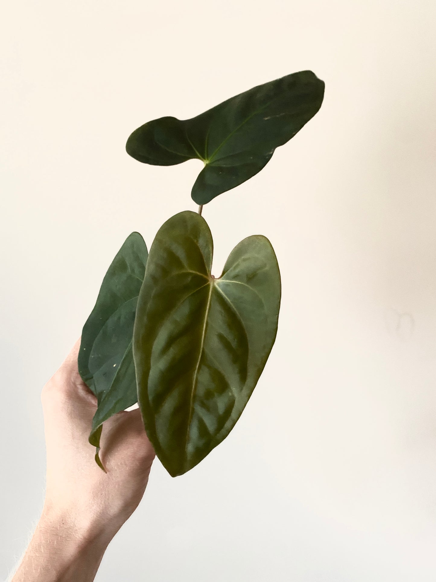 Anthurium Velvet Moira X Portillae | 7 cm pot