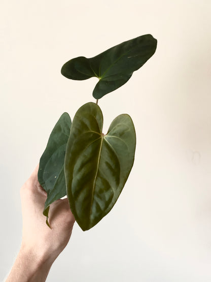Anthurium Velvet Moira X Portillae | 7 cm pot