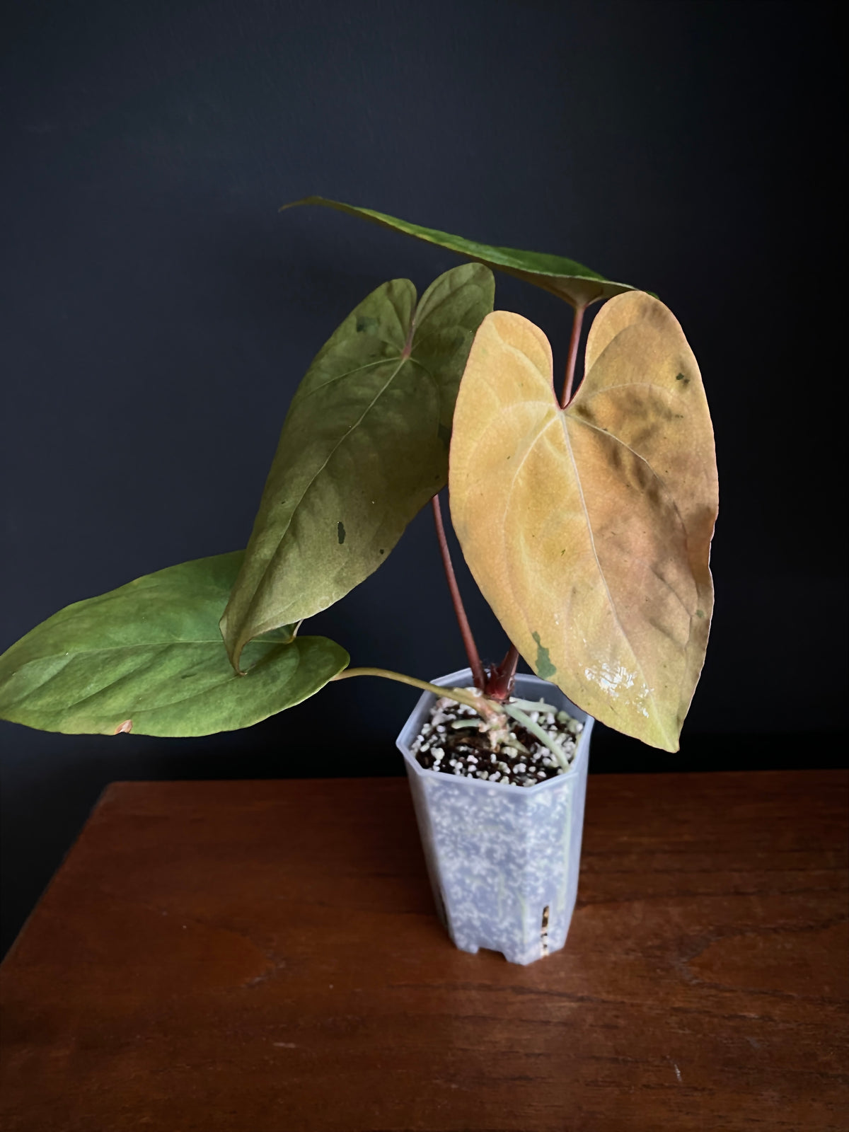 Anthurium Blue Papillilaminum hybrid mint variegated | 7 cm pot