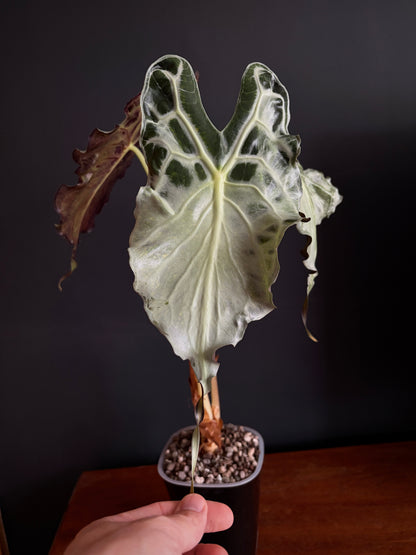 Alocasia Venom (Mature) | 9 cm pot
