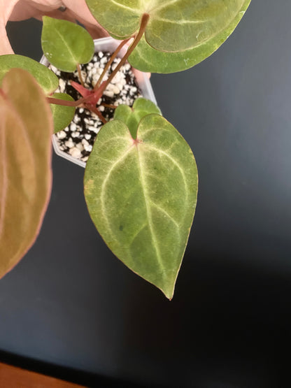 Anthurium Papillilaminum var A88 X AOS SKG (mint variegated) | 7 cm pot