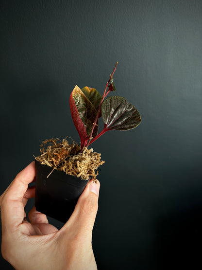 Piper sp. Kalimantan Pink  | 6 cm pot