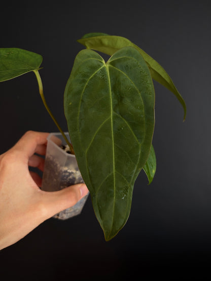 Anthurium Subsignatum (velvety) X Carlablackiae | 7 cm pot [B]