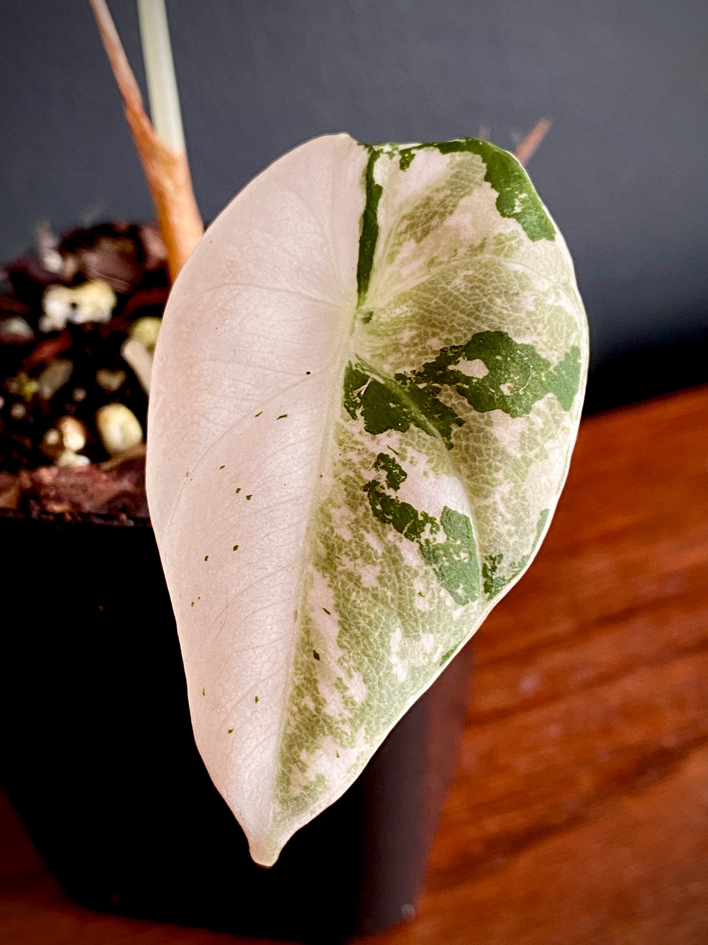 Alocasia Black Velvet Pink variegata | 7 cm pot (B)