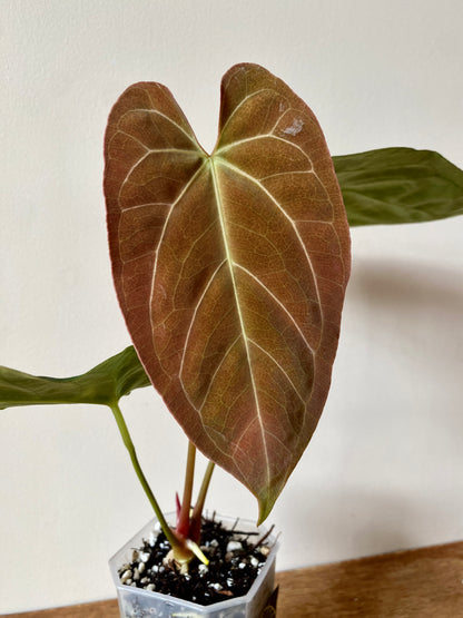 Anthurium X-one X Blue Papillilaminum mint variegated | 7 cm pot
