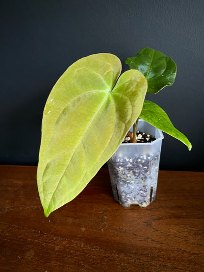 Anthurium (FTG x Fort Sherman) X (NoID Code Red x Papillilaminum A+) | 7 cm pot